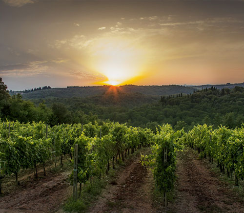 Apartments Farmhouse in Chianti Siena Tuscany